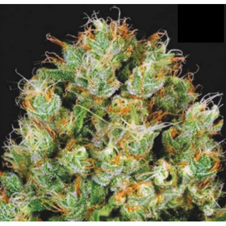 SOUR DIESEL â  - 1